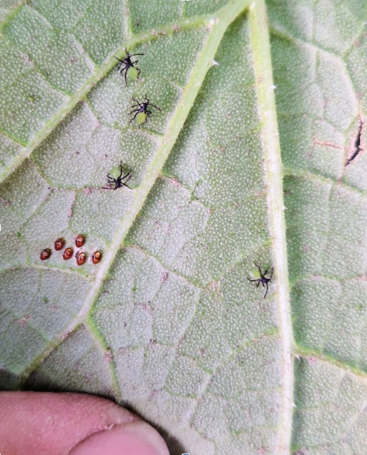 Squash bug nymphs.jpg